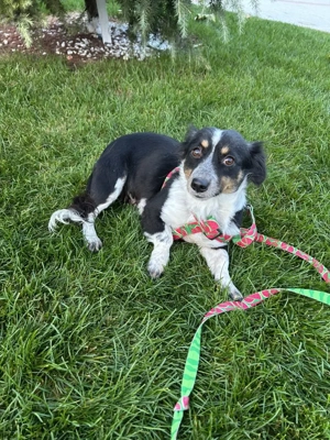 Jule - tapferes, kleines Mädchen - sucht ein Zuhause