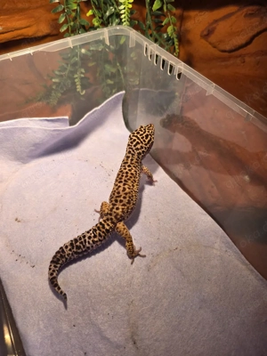 Super Giant leopardgecko 