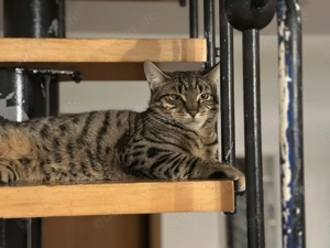 8 Monate alter Kater in gute Hände abzugeben. 