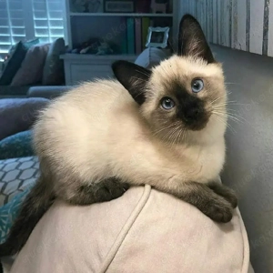  Süße Siam-Kätzchen   Ab 7. März zur Reservierung bereit! 