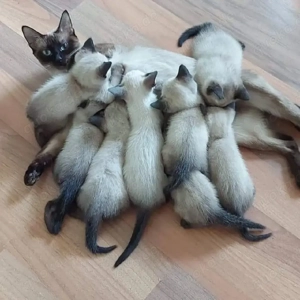  Süße Siam-Kätzchen   Ab 7. März zur Reservierung bereit! 