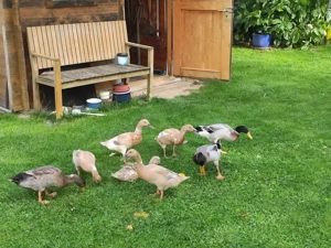 Laufenten aus Naturbrut 