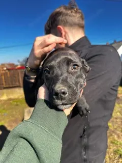 Lemi, PS in Ungarn, ist ein typischer Welpe Bild 3