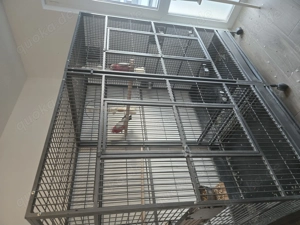 Rosakakadus zwei männliche Rosakakadus suchen ein neues Zuhause mit Papiren und DNA,grossen Volie