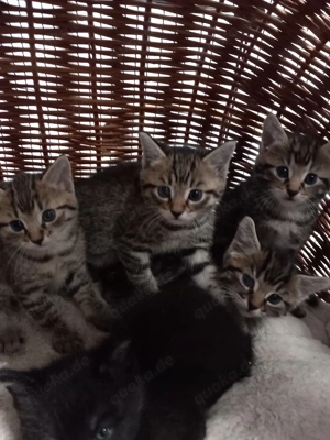 Main Coon Mix Kitten, Babykatzen 