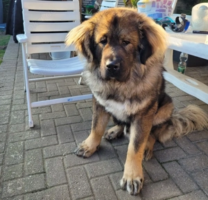 Kaukasischer Owtscharka (Tyson)