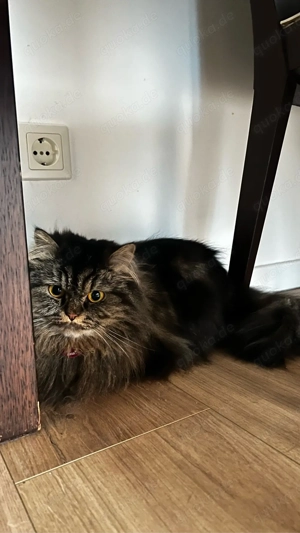 gemischt Heilige Birma Perser kater und katze 