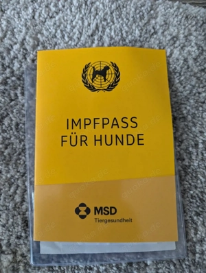 Jack Russel Rüden zu verkaufen 