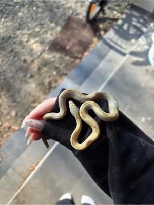 Kornnatter 1.0 honey striped 7.25