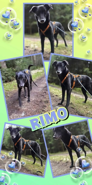 sanfter, sehr menschenbezogener, lieber Rüde "Rimo" auf Körbchensuche
