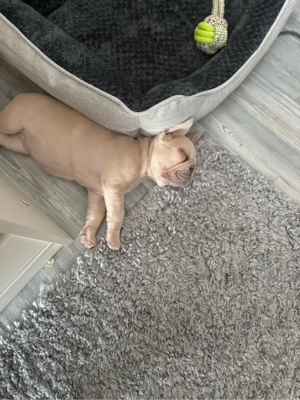 Französische Bulldogge 