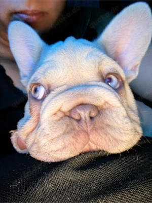 Französische Bulldogge 