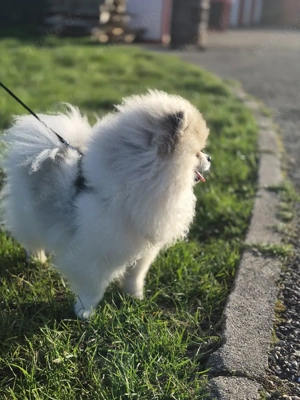 Drckrüde Pomeranian Zwergspitz