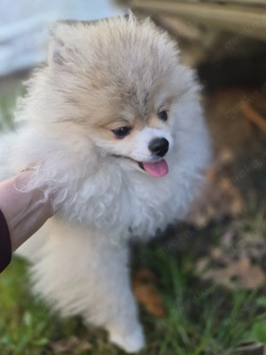 Drckrüde Pomeranian Zwergspitz