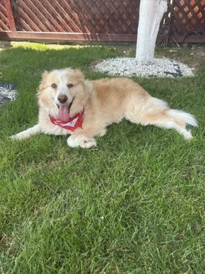 Bezaubernde Jeannie - Traumhündin sucht ihr Zuhause