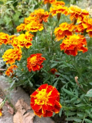 Tagetes Studentenblume Totenblume 