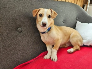 Chester, der Schmuse-Prinz, sucht sein Für-immer-Zuhause.