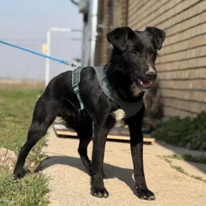 Mars, verspielter und fröhlicher Patterdale oder Deutscher Jagdterrier Mix Bild 3