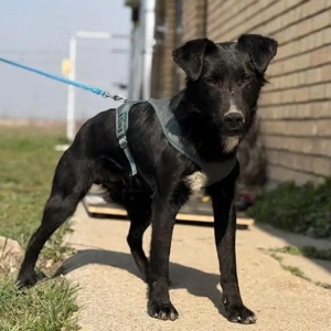 Mars, verspielter und fröhlicher Patterdale oder Deutscher Jagdterrier Mix Bild 2