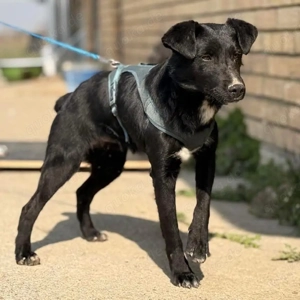 Mars, verspielter und fröhlicher Patterdale oder Deutscher Jagdterrier Mix Bild 5