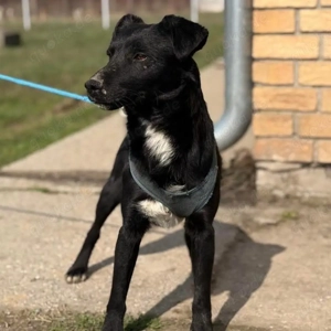 Mars, verspielter und fröhlicher Patterdale oder Deutscher Jagdterrier Mix Bild 4