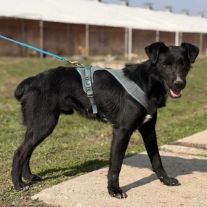Mars, verspielter und fröhlicher Patterdale oder Deutscher Jagdterrier Mix Bild 6