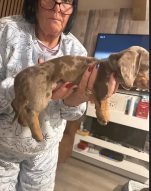 Bezaubernde Dackelwelpen Rüden & Hündinnen verfügbar Alle Impfungen 