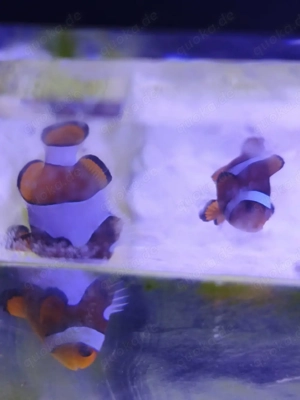 Meerwasser Aquarium Komplettauflösung: Fische & Korallen abzugeben