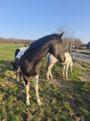 2 Freizeitpferde Bild 3