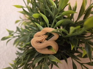 1.0 Artic Superconda Toffe  Übergabe in Hamm 14.3 möglich 