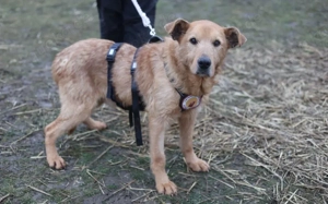 Zurückhaltender, liebenswerter Chayton sucht Körbchen