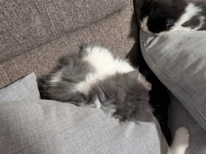 nur noch 1 kleiner  katerchen Süße Main Coon - Persa mix Kitten  Bild 2