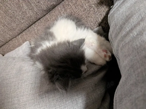 nur noch 1 kleiner  katerchen Süße Main Coon - Persa mix Kitten  Bild 3