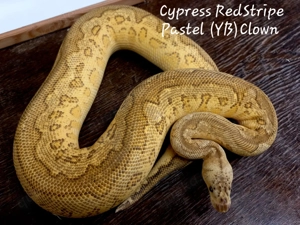 Cypress Pastel RedStripe (YB) Clown 