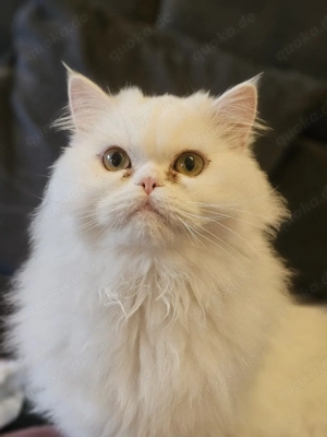 Perser-Geschwister Smooch & Archie suchen ihre Familie   