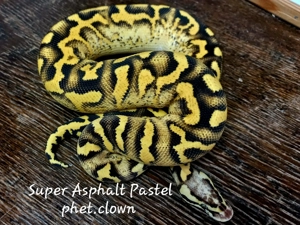 Super Asphalt Pastel phet.clown