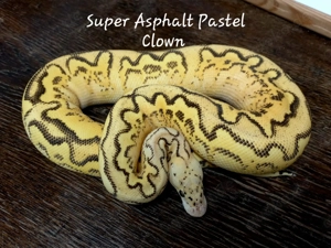 Super Asphalt Pastel Clown