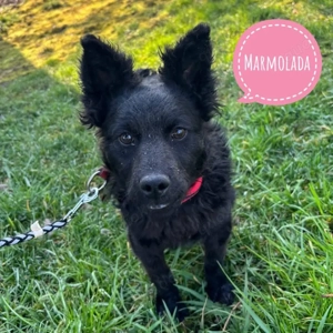 Marmolada, süßes Welpenmädchen, Mudi   Kroatischer Schäferhund Mix