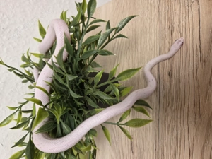 0.1 Kornnantter Lavender Palmetto 6 25  für Hamm 