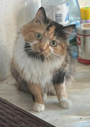 Lia, Schönheit auf 4 Samtpfoten sucht Zuhause 