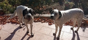 Notfall Rambo und Inka, 3 Jahre alt 