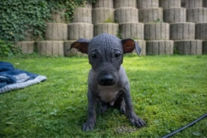 American Hairless Terrier aus Premiumzucht