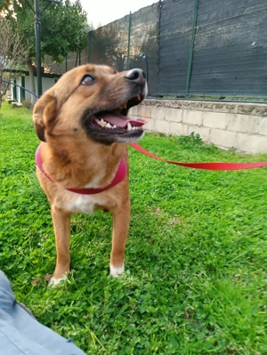 Lulu sucht ihr Für-Immer-Zuhause!