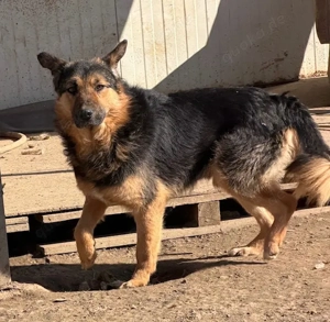 Csiribi, z.Zt. in Ungarn, sucht ein Zuhause