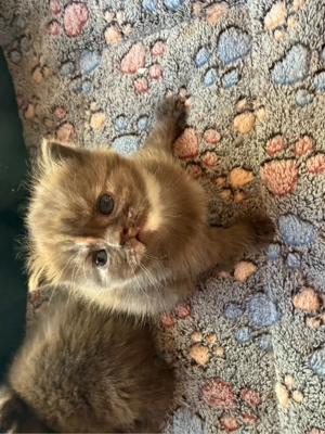 süßer reinrassiger BKH Bild 10