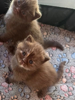 süßer reinrassiger BKH Bild 7