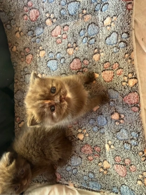 süßer reinrassiger BKH Bild 8