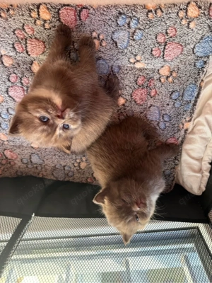 süßer reinrassiger BKH Bild 9