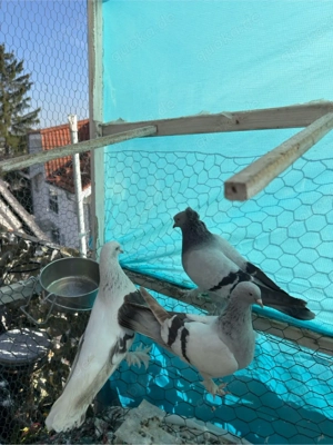 3 Tauben zu verschenken - nur in gute Hände