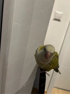 suchen Mönchsittich als Partnervogel